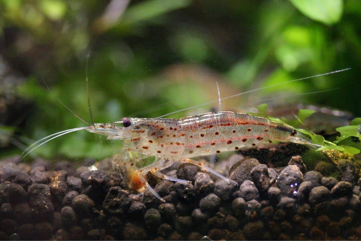 【川海老】約3.5cm30匹ヤマトヌマエビ★北海道・沖縄への発送は休止中です★ボトルアクア_画像1