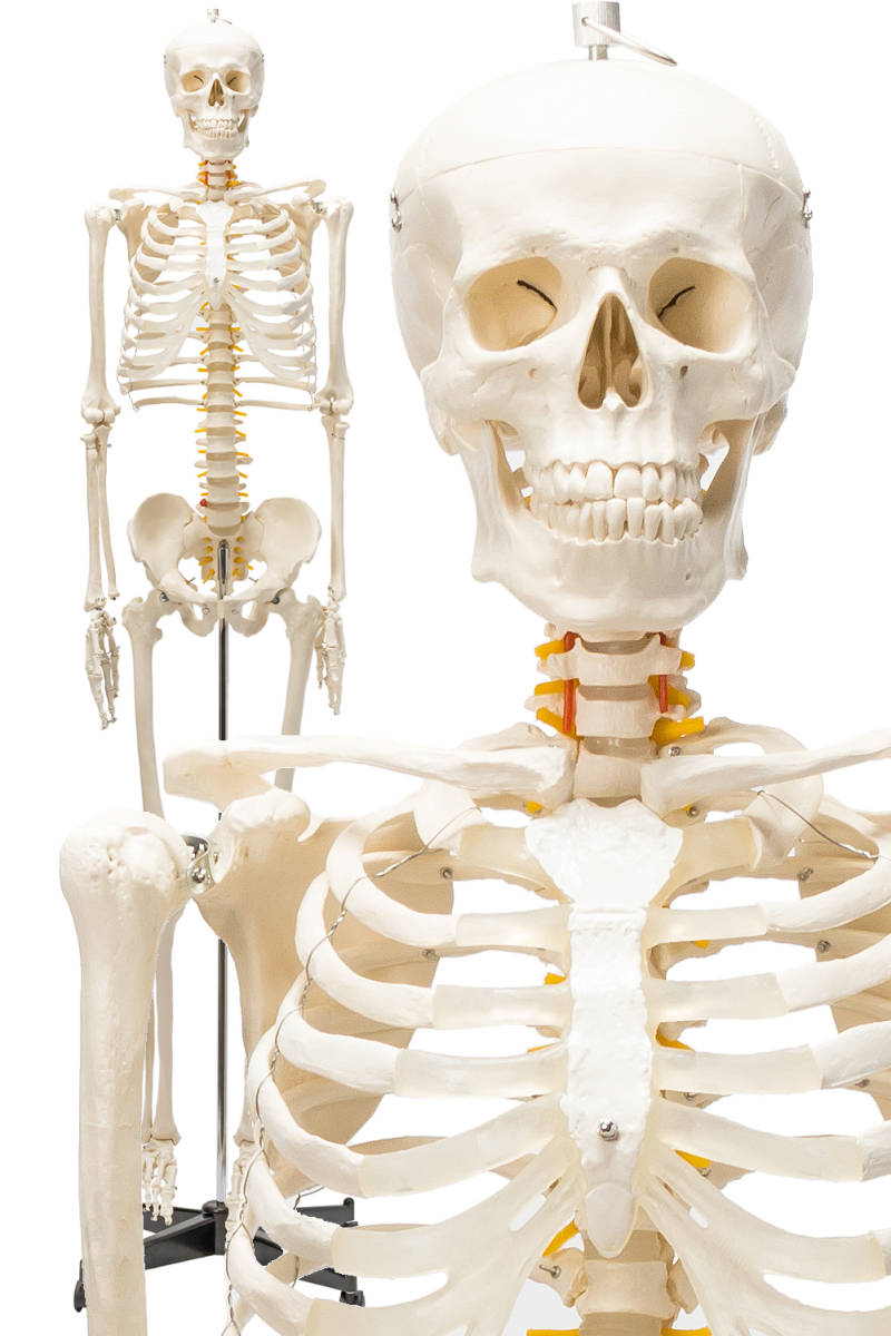 【国際規格認証品】等身大 人体模型 170cm 神経根有り 全身骨格模型 骨格標本 骸骨模型 人骨模型 骨格模型 ガイコツ 靭帯 全身模型_画像1