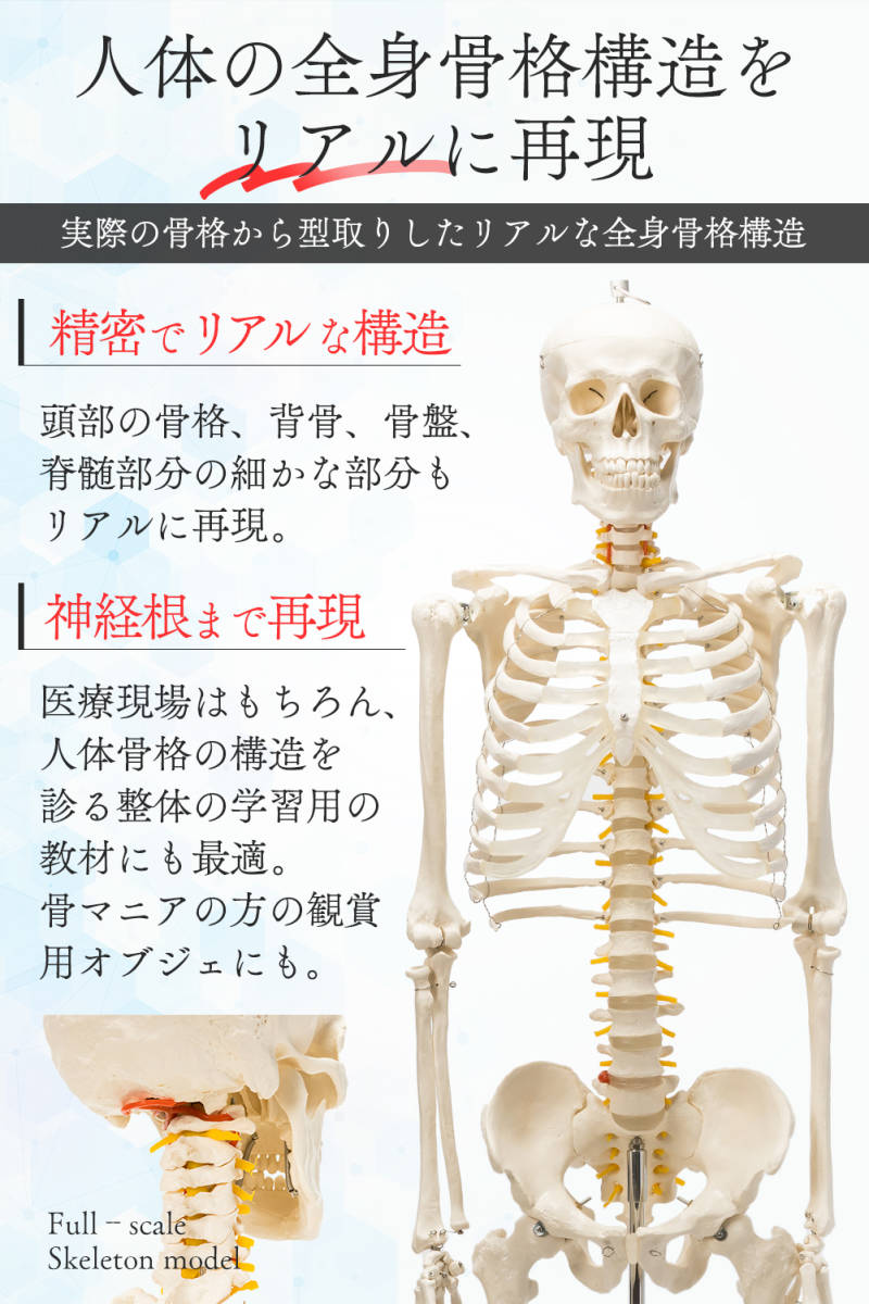 【国際規格認証品】等身大 人体模型 170cm 神経根有り 全身骨格模型 骨格標本 骸骨模型 人骨模型 骨格模型 ガイコツ 靭帯 全身模型_画像3