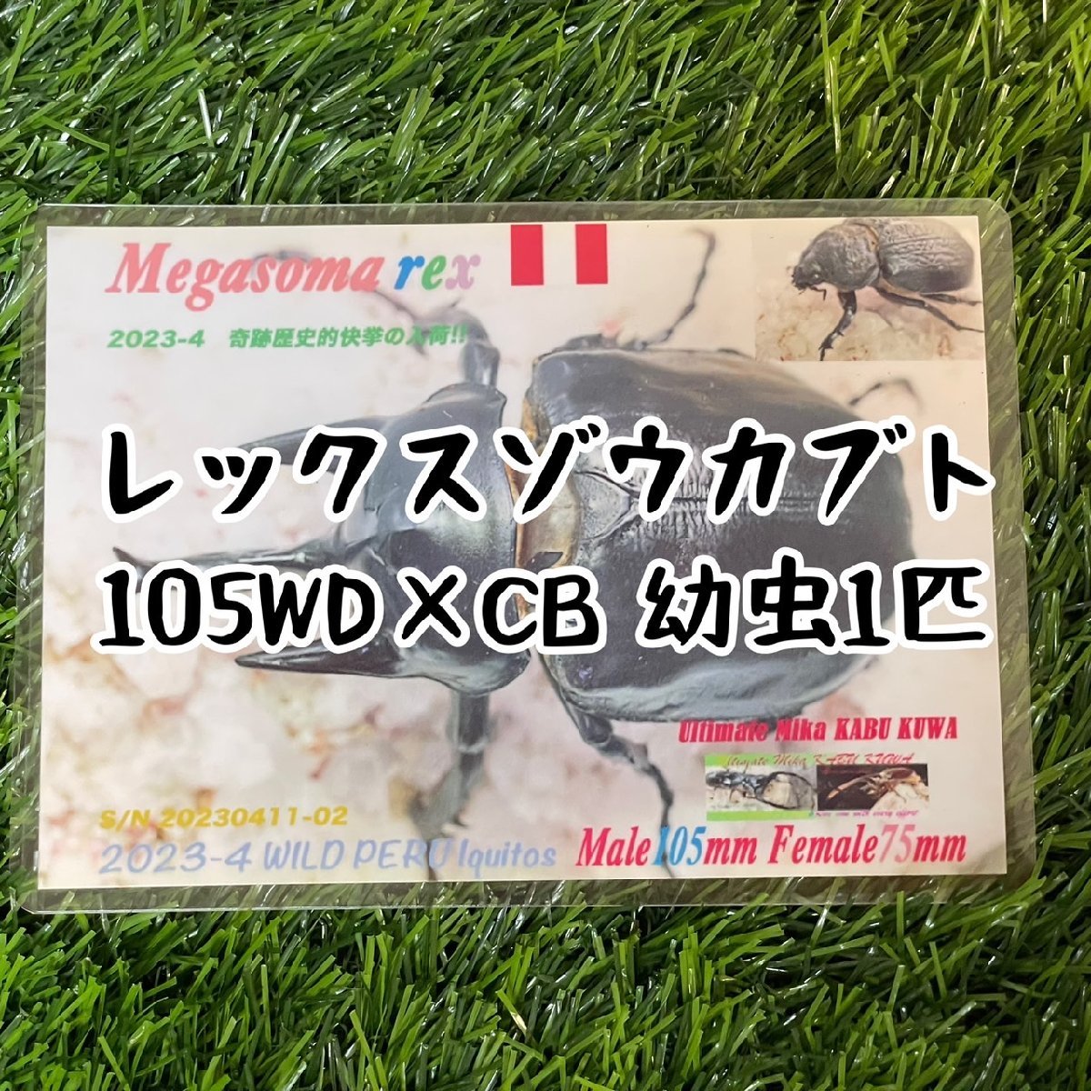 [ハーフワイルド]レックスゾウカブト三令幼虫1匹（雌雄選択可）（旧アクティオンゾウカブト）管理番号23-53_画像1