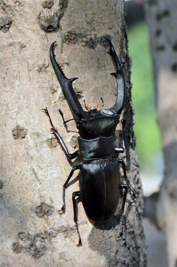 涅槃 1/1 マンディブラリスフタマタクワガタ クワガタムシ フィギュア 冷蔵庫貼り 昆虫 甲虫 樹脂 プラモ おもちゃ 模型 誕生日 プレゼント_画像9