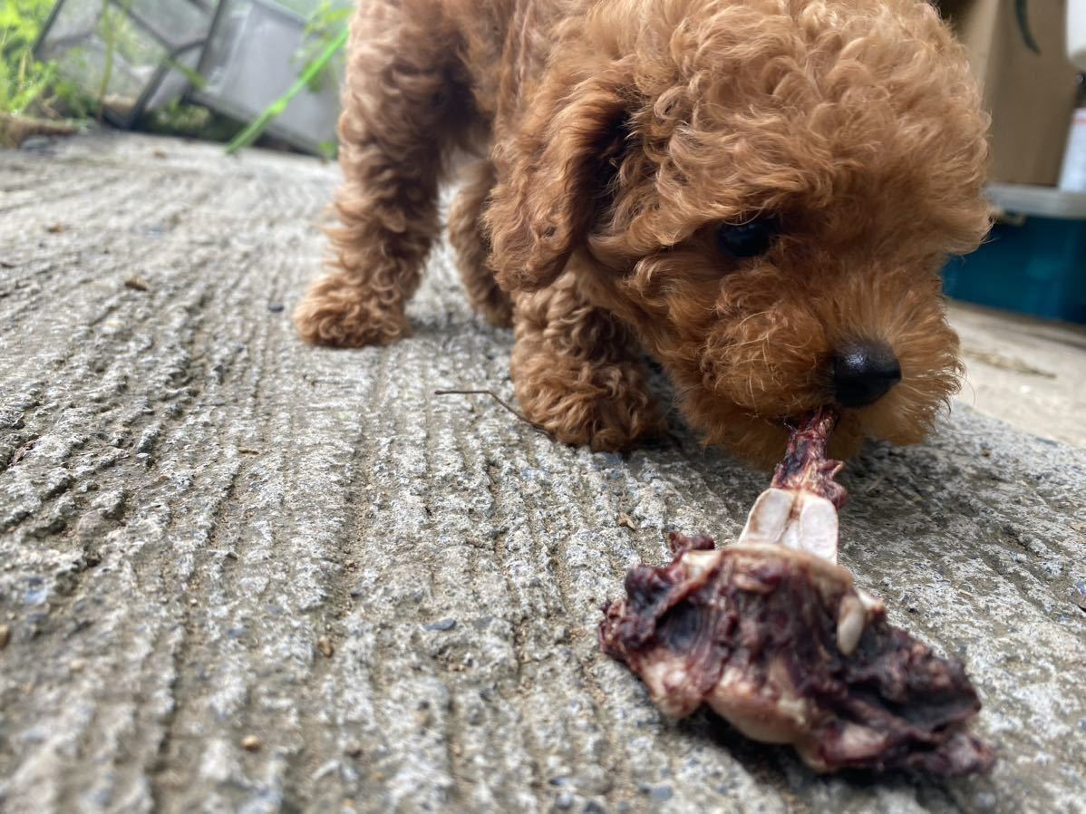 猪の骨 100g以上 犬用 ジャーキー ガム ドッグフード 歯磨き ストレス発散