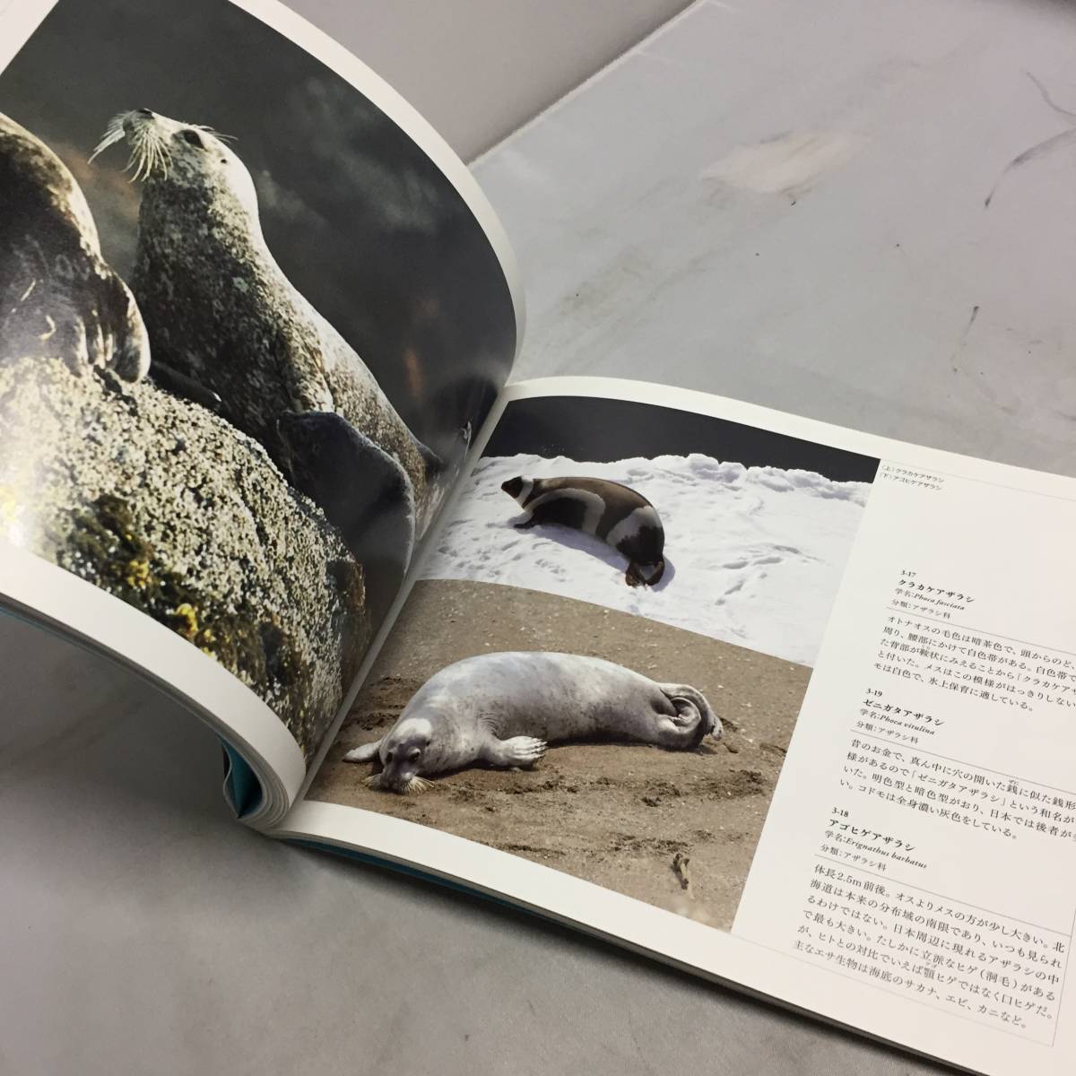 ◆大哺乳類展 海のなかまたち 国際生物多様性年 本 図鑑　【24/0131/01_画像6