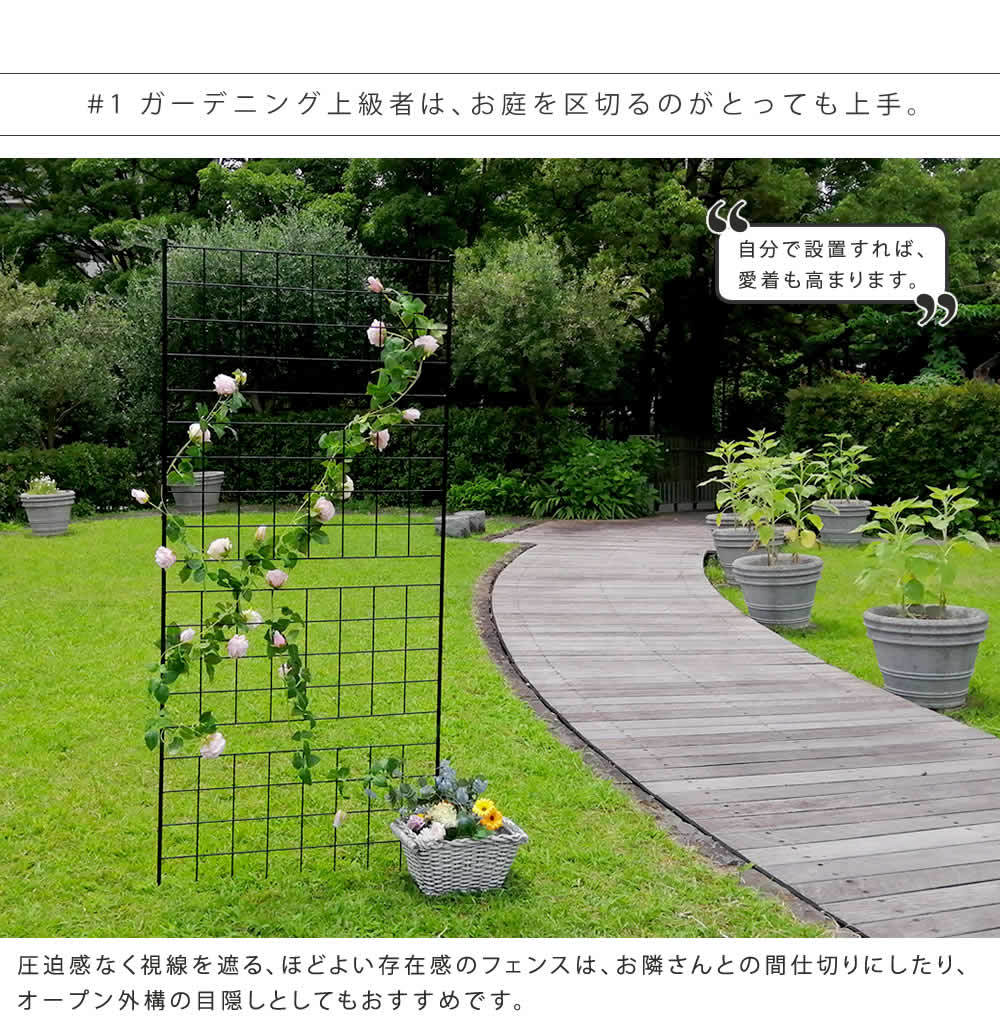  iron fence height 226 1 sheets steel gardening .. rose rose morning face gardening lattice trellis .. rose outdoors MSMIK-0060