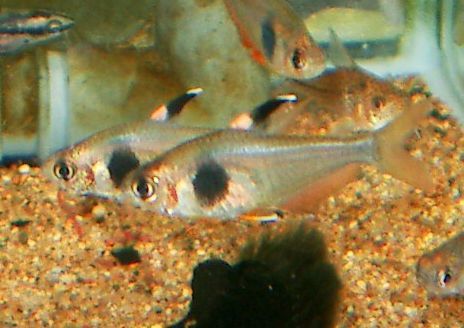 * super special price coffee bean Tetra 2 tail ~*