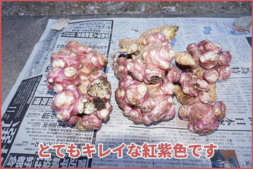紫菊芋 紅菊芋 きくいも 2.5㎏ 便秘 健康 食品 血糖値 パワー 紫菊芋 紅菊芋 きくいも 2.5㎏ 便秘 健康 食品 血糖値 パワー