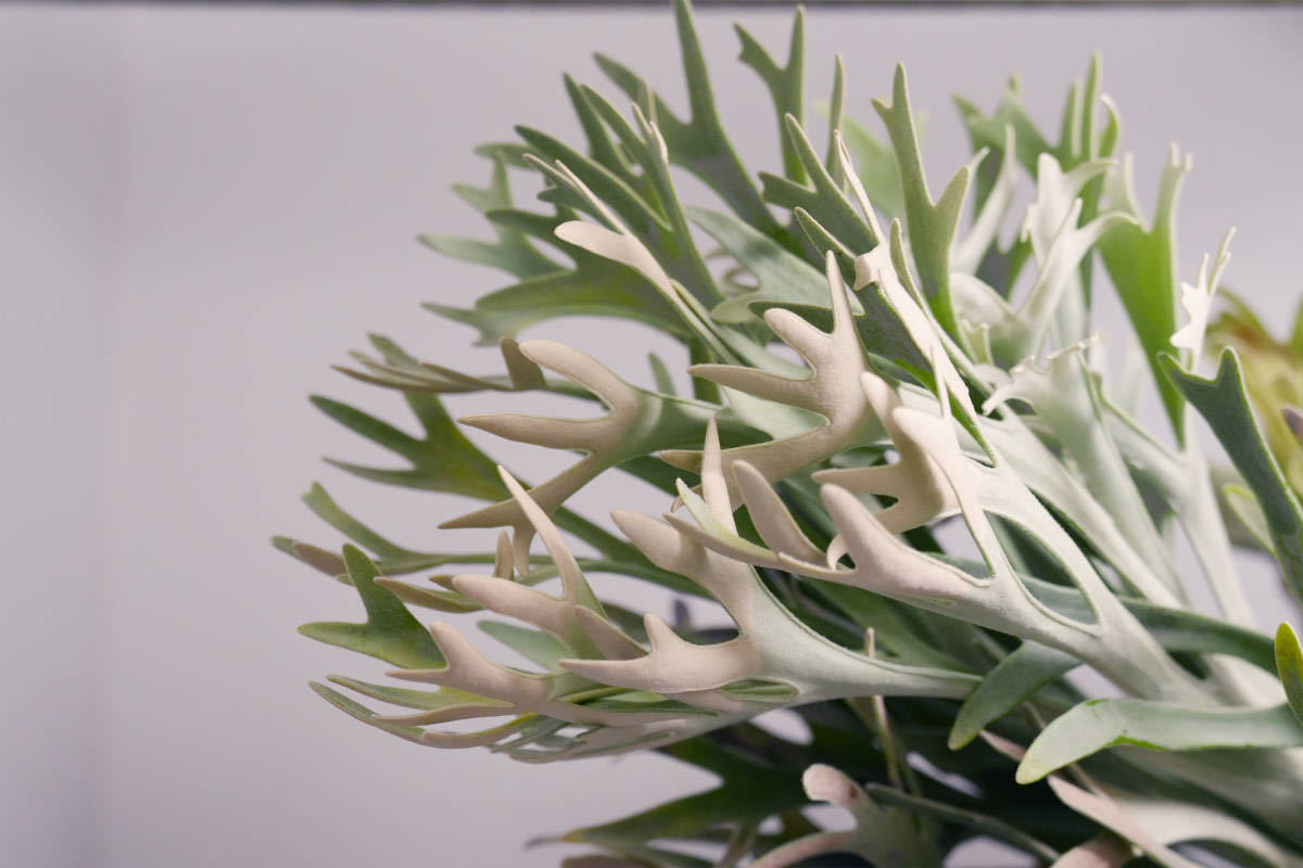 ◇ P.Elsa エルサF307 Platycerium コウモリランビカクシダ子株 ◇ P.Elsa エルサF307 Platycerium コウモリランビカクシダ子株