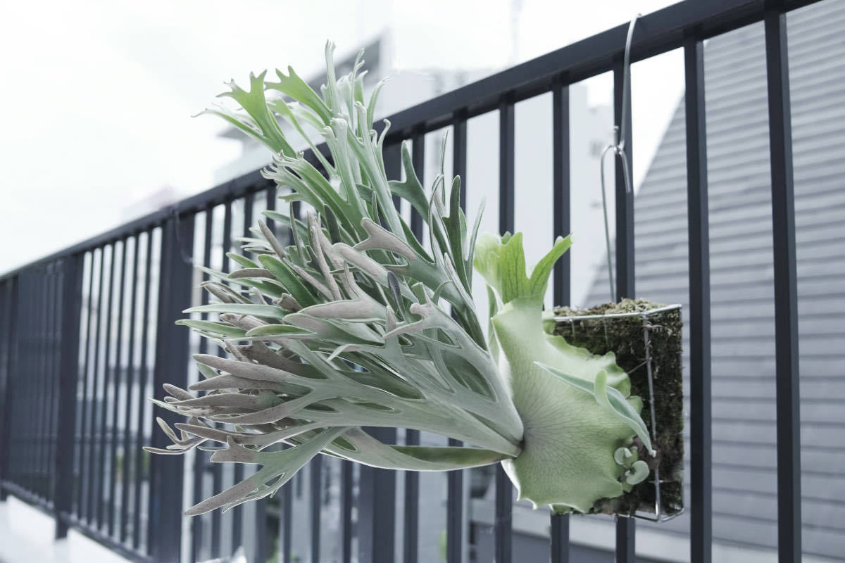 Yahoo!オークション - P.Elsa エルサ F307 Platycerium コウモリ Yahoo!オークション - P.Elsa エルサ F307 Platycerium コウモリ