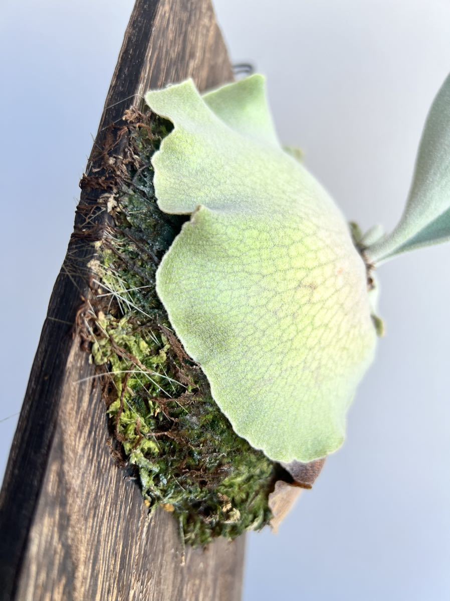 ◇ P.Elsa エルサF307 Platycerium コウモリランビカクシダ子株 ◇ P.Elsa エルサF307 Platycerium コウモリランビカクシダ子株