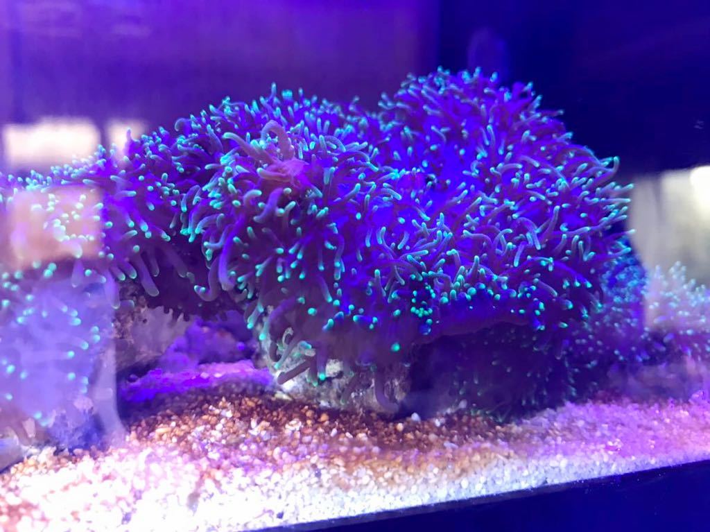 ディスクコーラルヘアリータイプ蛍光グリーン3個付　・4～6ｃｍ位サンゴ岩付着　ソフトコーラル サンゴ　_照明器具ブルー系になりかねます。