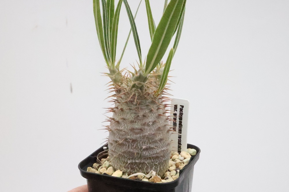 Pachypodium rosulatum var. gracilius　パキポディウム グラキリス 象牙宮_画像1