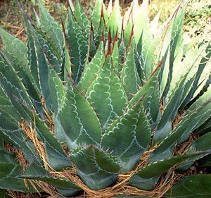 【1円～】 Agave montana アガベ モンタナ 種子 100粒_参考画像