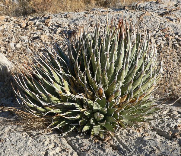 【1円～】 Agave utahensis var. nevadensis アガベ ウタヘンシス ユタヘンシス ネバデンシス 種 100粒_参考画像