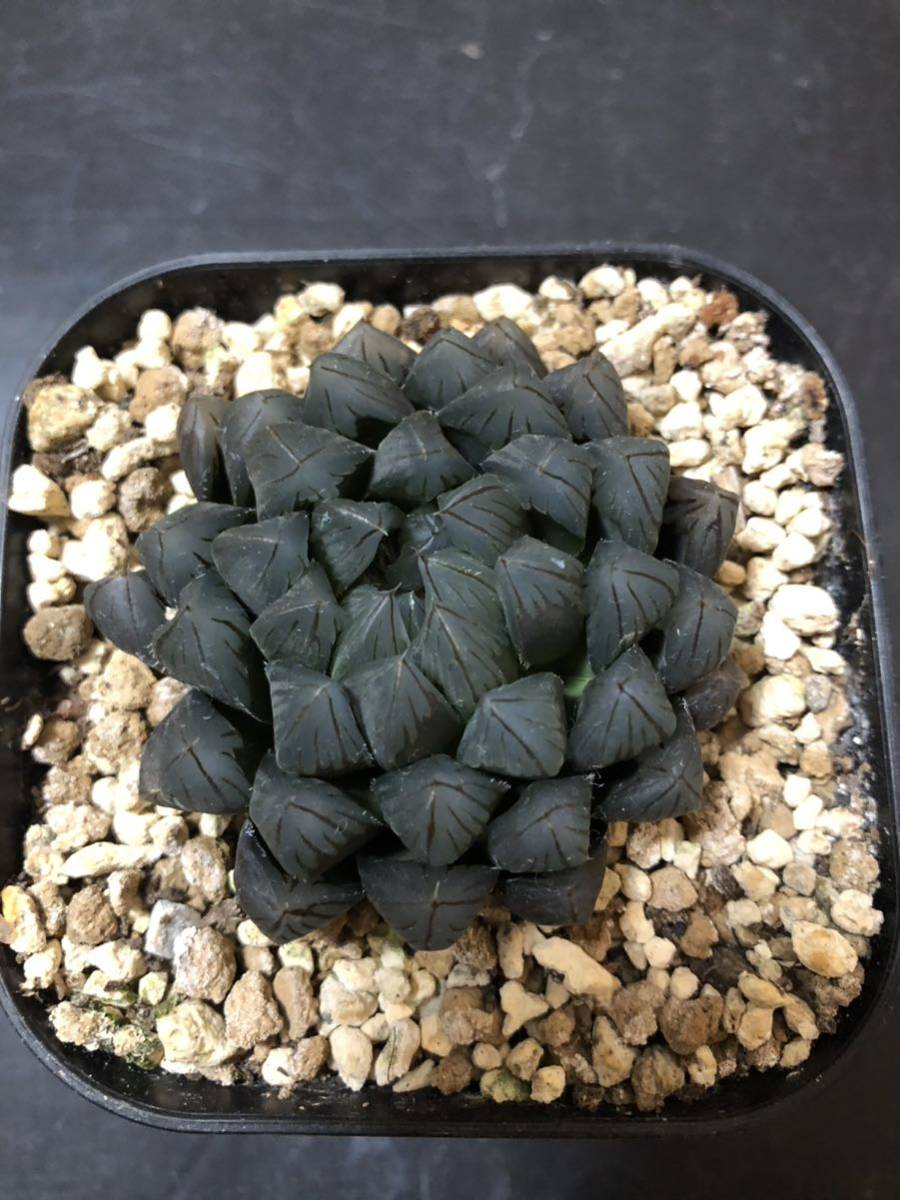 ハオルチア　ブラックオブツーサ　Haworthia obtusa Black プラステラ105型　サボテン　多肉植物_画像1