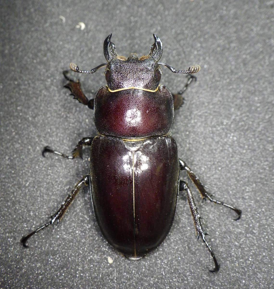 　【群馬県産 ミヤマクワガタ 新成虫トリオ　♂６７．６ｍｍ 　♀４３．０ｍｍ　♀４２．９ｍｍ】_画像6