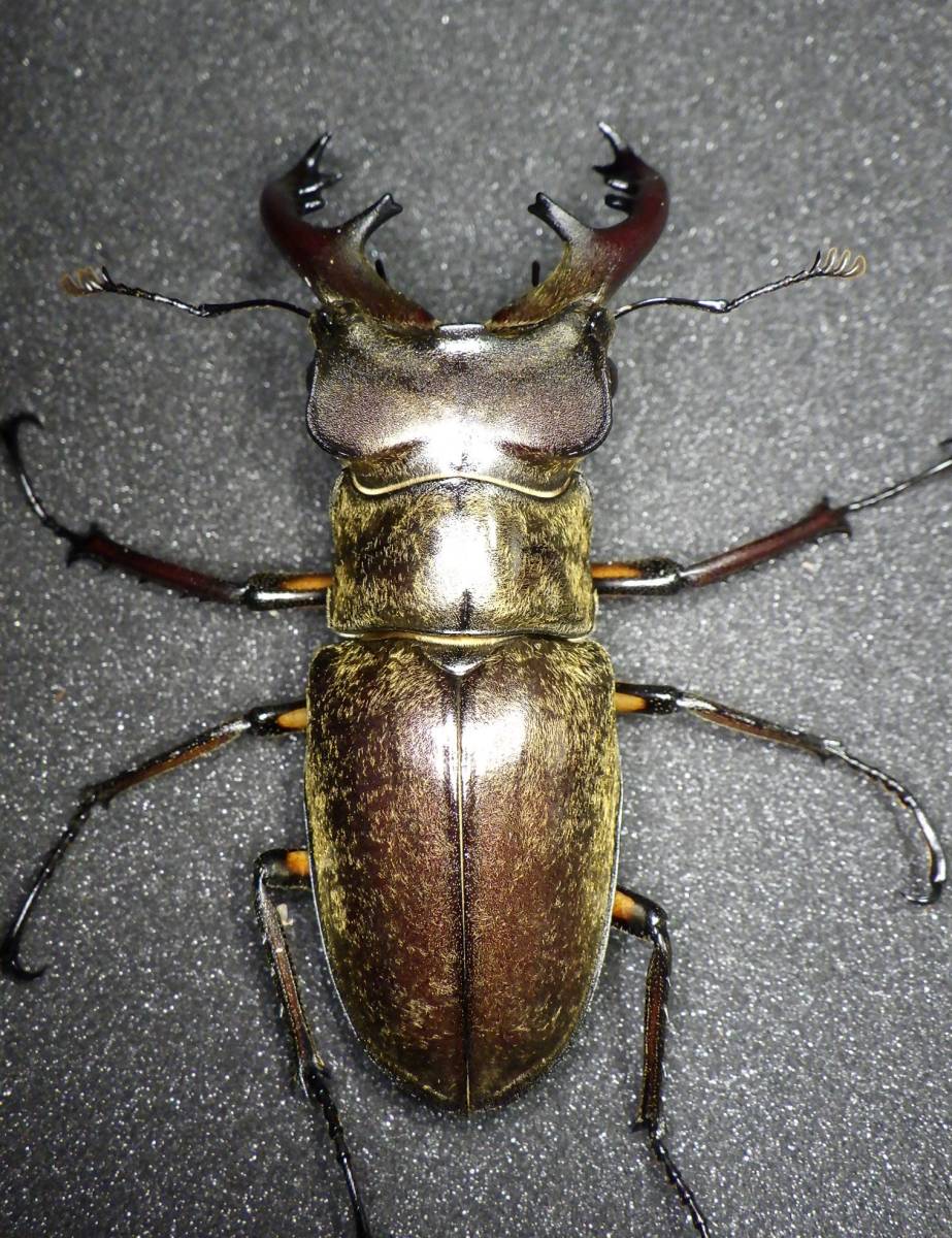 　【群馬県産 ミヤマクワガタ 新成虫トリオ　♂６７．６ｍｍ 　♀４３．０ｍｍ　♀４２．９ｍｍ】_画像3