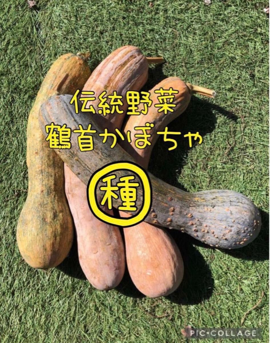 【栽培時農薬不使用】鶴首かぼちゃの種 20粒