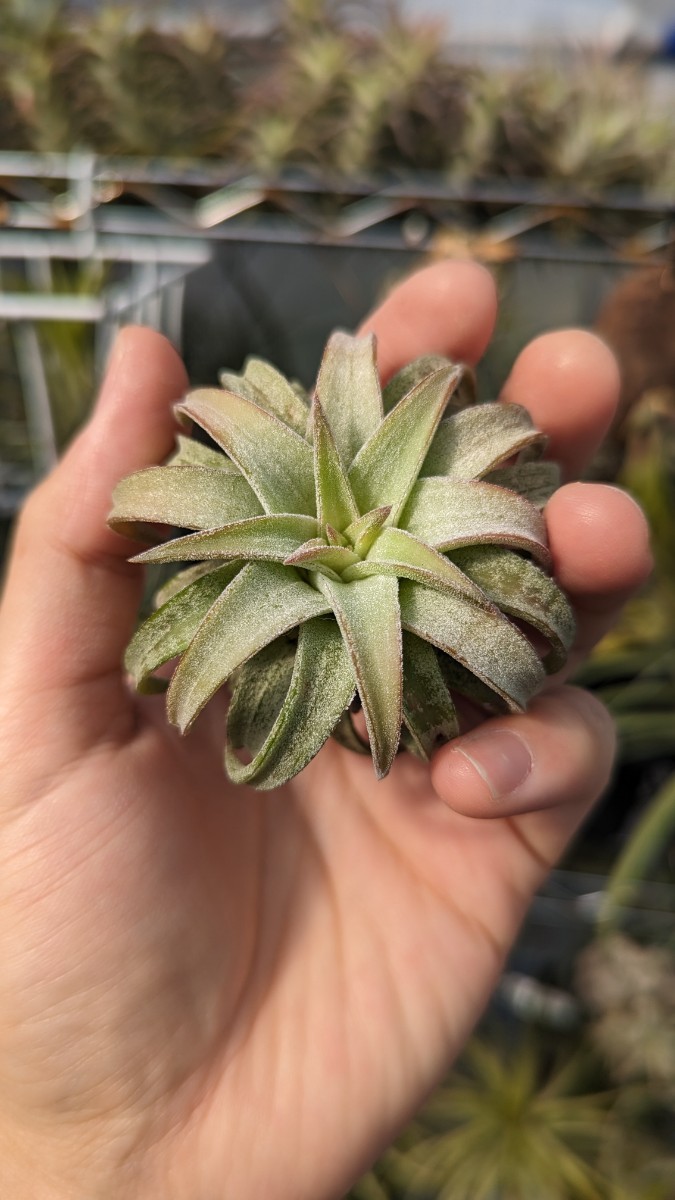 Tillandsia vanhyningii Jumbo エアープランツ ティランジア_画像5