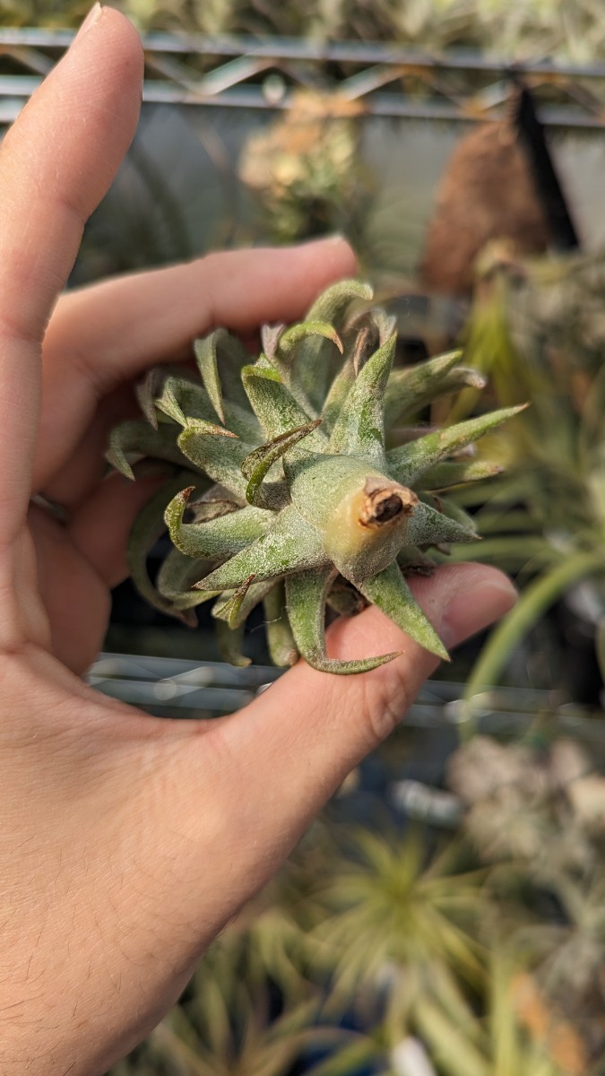 Tillandsia vanhyningii Jumbo エアープランツ ティランジア_画像4