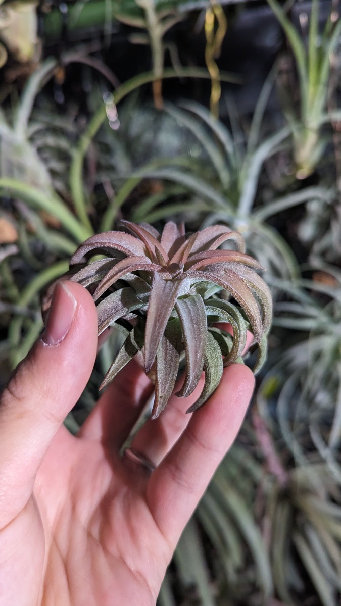 Tillandsia vanhyningii Jumbo エアープランツ ティランジア_画像3