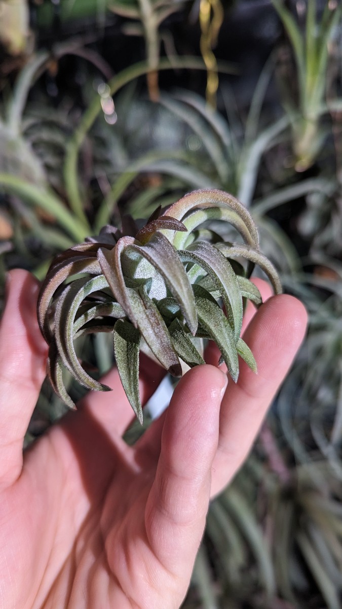 Tillandsia vanhyningii Jumbo エアープランツ ティランジア_画像4