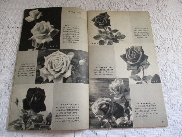 *NHK woman ..... rose making river ....* Suzuki . three Showa era 35 year *