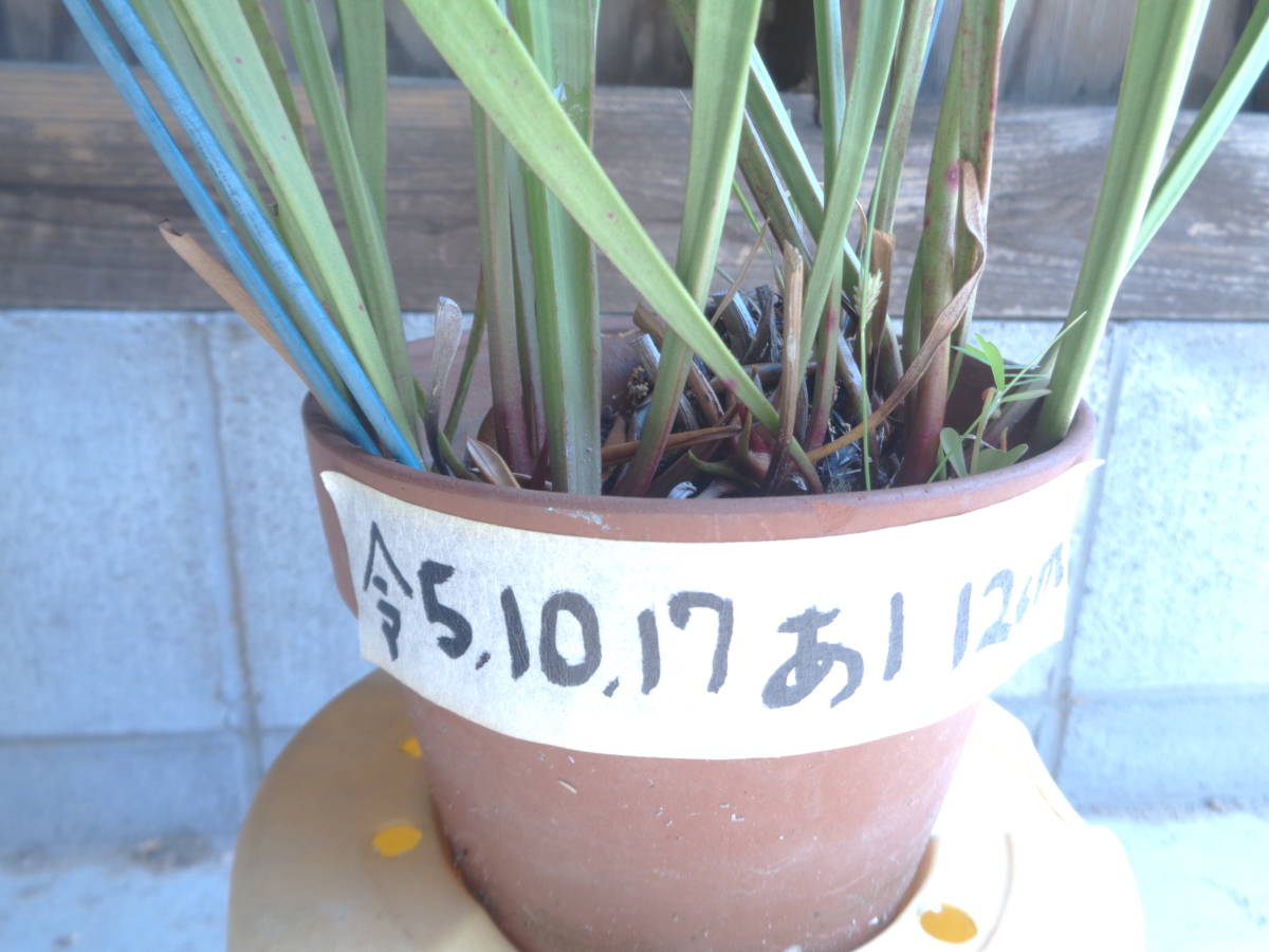 食虫植物サラセニア　レウコフィラ　12㎝鉢　あⅢ　1株_画像2