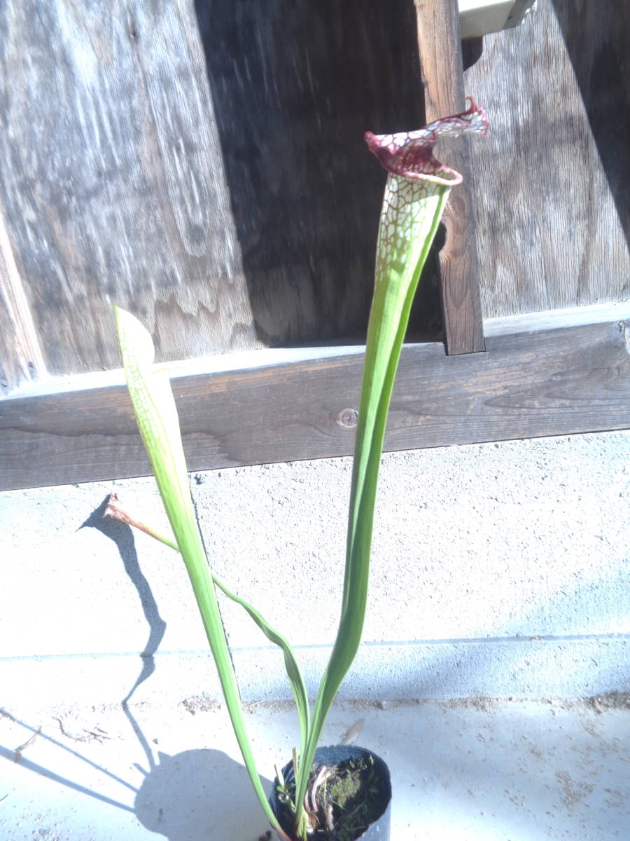 食虫植物サラセニア　レウコフィラ　9cmp　う4　1芽_画像1