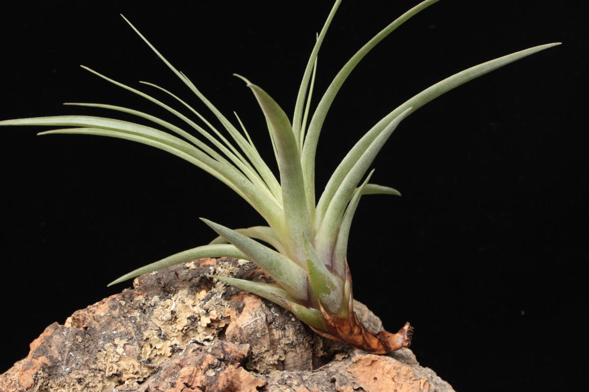 Tillandsia flagellata 'Best Clone'　ティランジア　ブロメリア_画像3