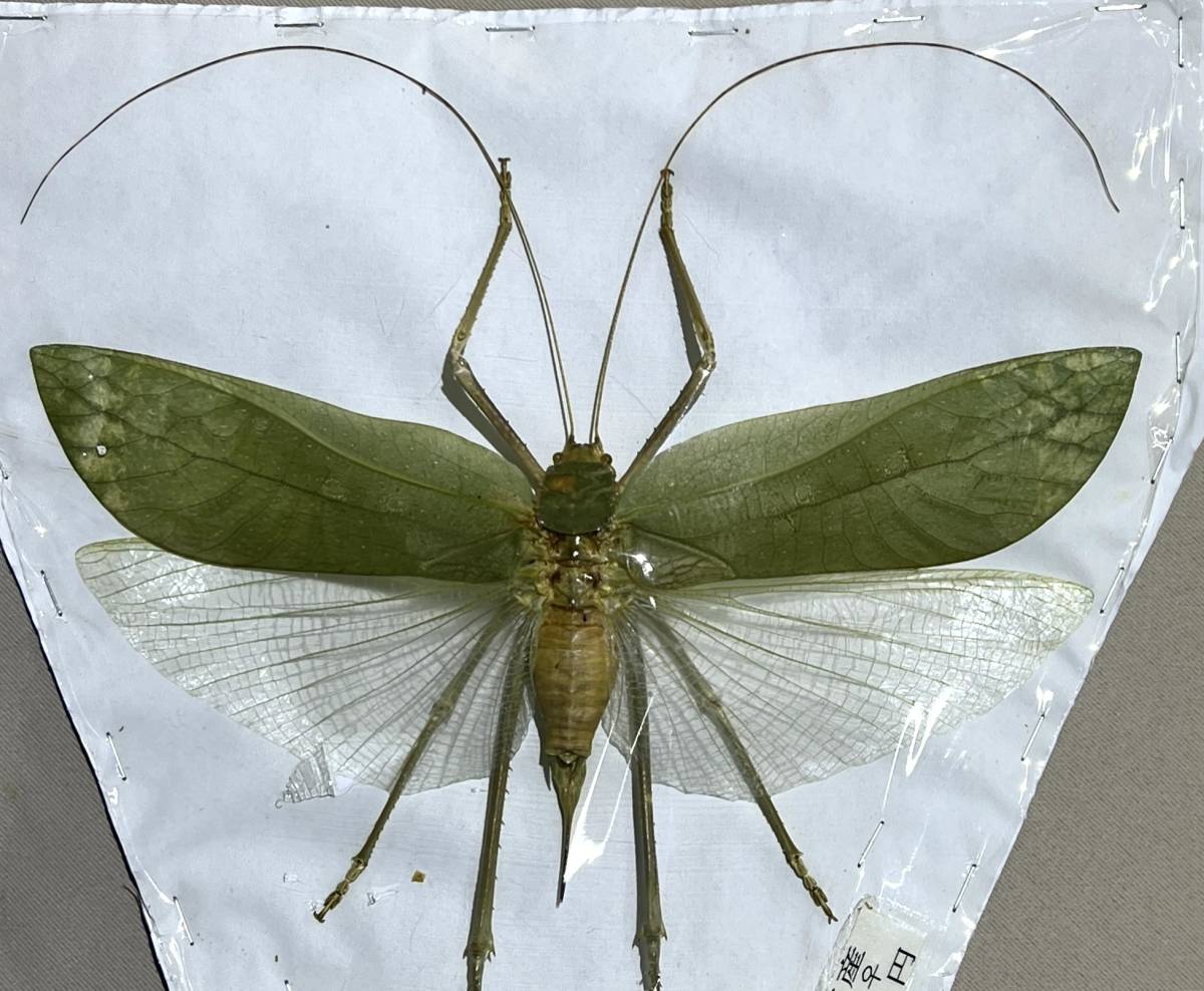 昆虫標本⑨キョジンツユムシ ペア マレーシア産 特大 海外産 野外採取 開張：22.５㎝（左）　20.5㎝（右）_画像6