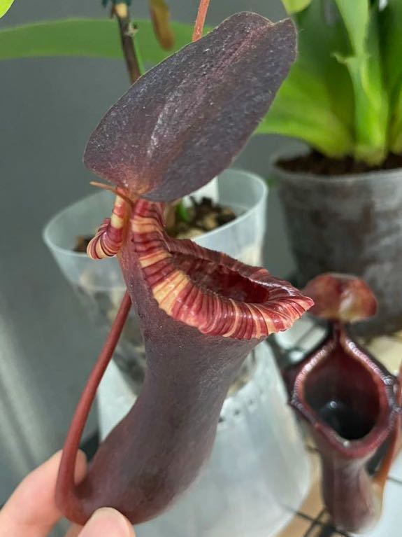 送料無料　Nepenthes lowii x ventricosa red EP ネペンテス　ローウィx ベントリコーサ　レッド　食虫植物　ウツボカズラ_画像2