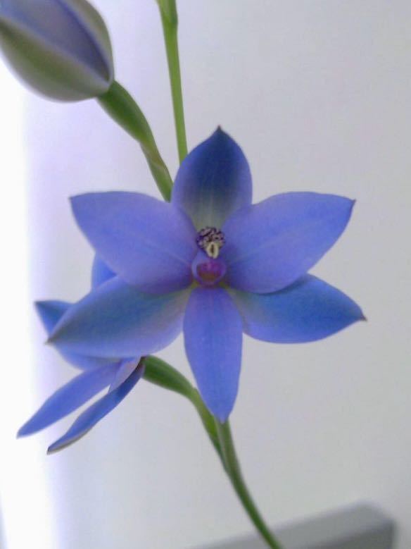 Thelymitra crinita テリミトラ　クリニタ　球根　山野草　洋ラン　原種_画像1