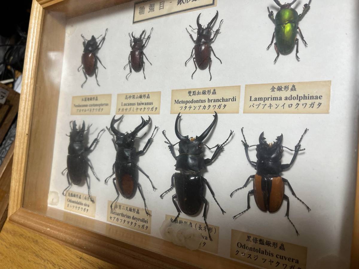 ** stag beetle specimen **