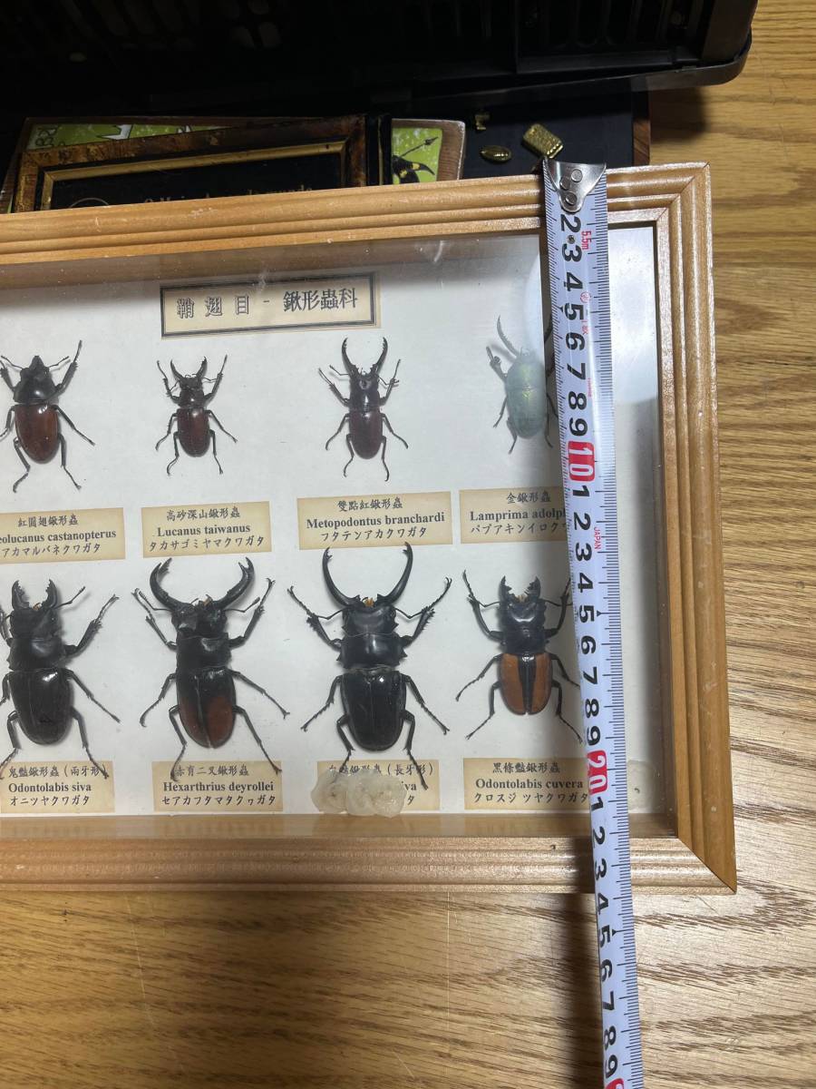 ** stag beetle specimen **