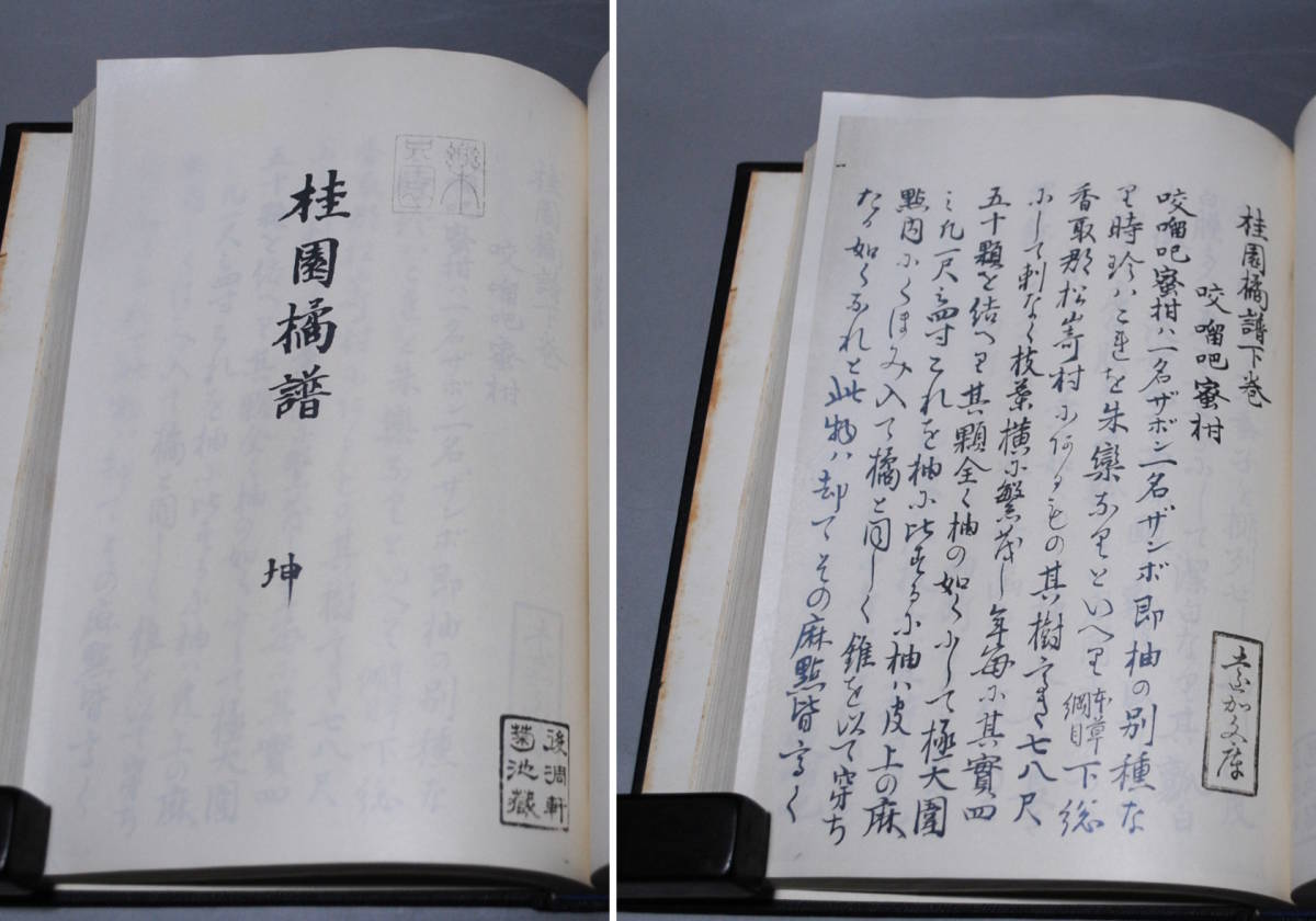 【売切り屋】複製 桃洞遺筆 弐扁下 巻之六、桂園橘譜 乾 坤 附録 上下二巻 楽只園主人 写 古書和本_画像6