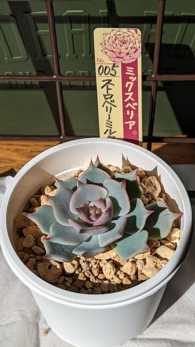 ミックスベリア005 ストロベリーミルククラウン おらいさん苗 - 植物 ミックスベリア005 ストロベリーミルククラウン おらいさん苗 - 植物