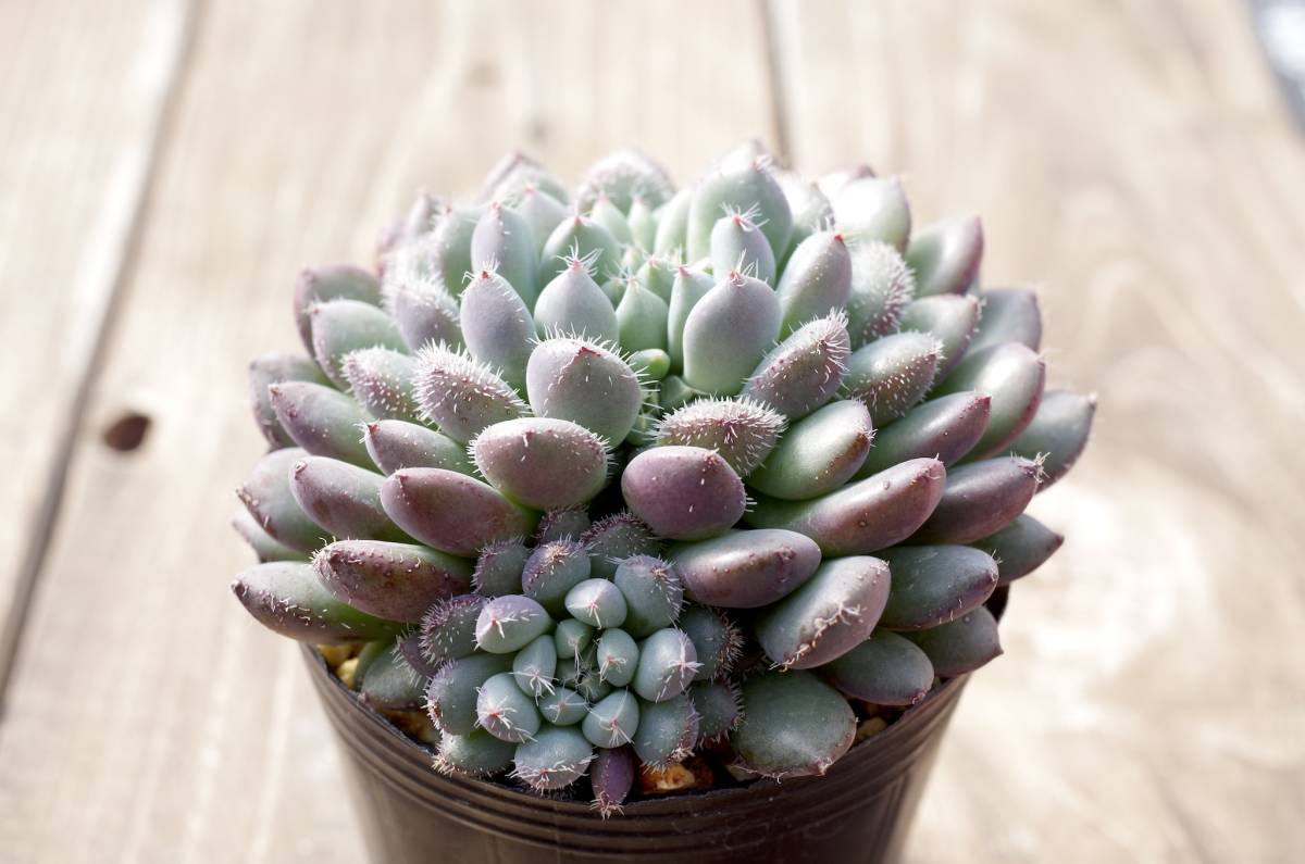 【原種】エケベリア セトーサ デミヌタ デミヌータ 'ルンデリー' Echeveria setosa var.deminuta 多肉植物 自家繁殖苗_画像2