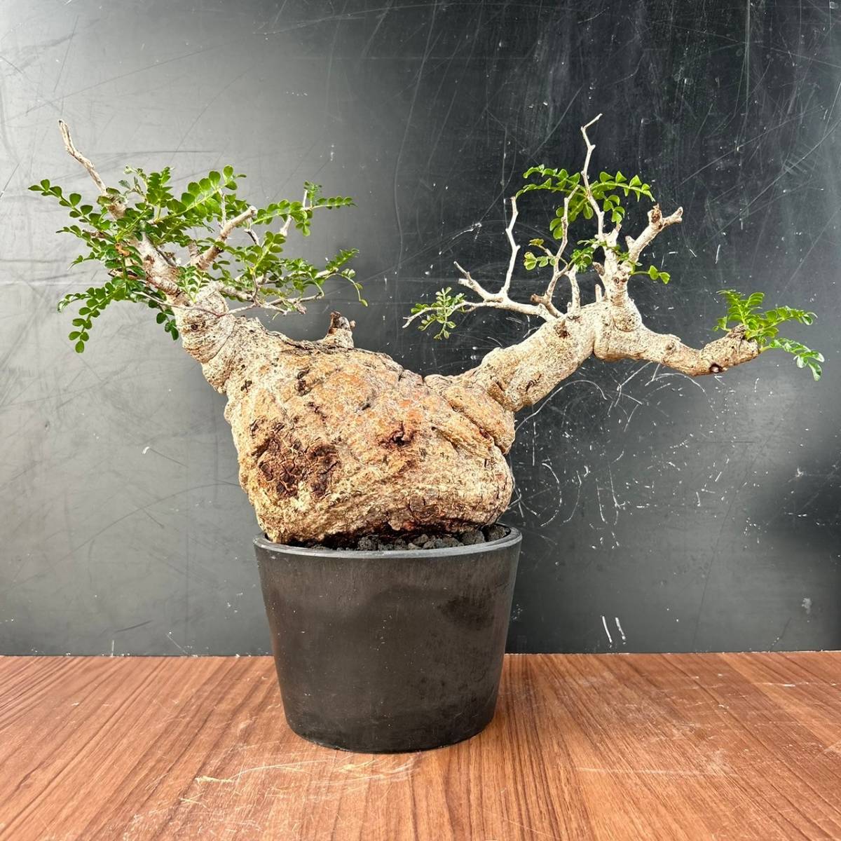 オペルクリカリア・パキプス [ Y135 ] 発根済み 塊根植物 灌木植物 コーデックス 現地球の画像3