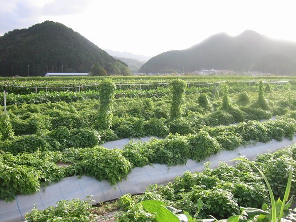 種芋 2キロ 40株分 丹波山の芋 新芋 食用OK 全国送料無料_丹波山の芋の栽培