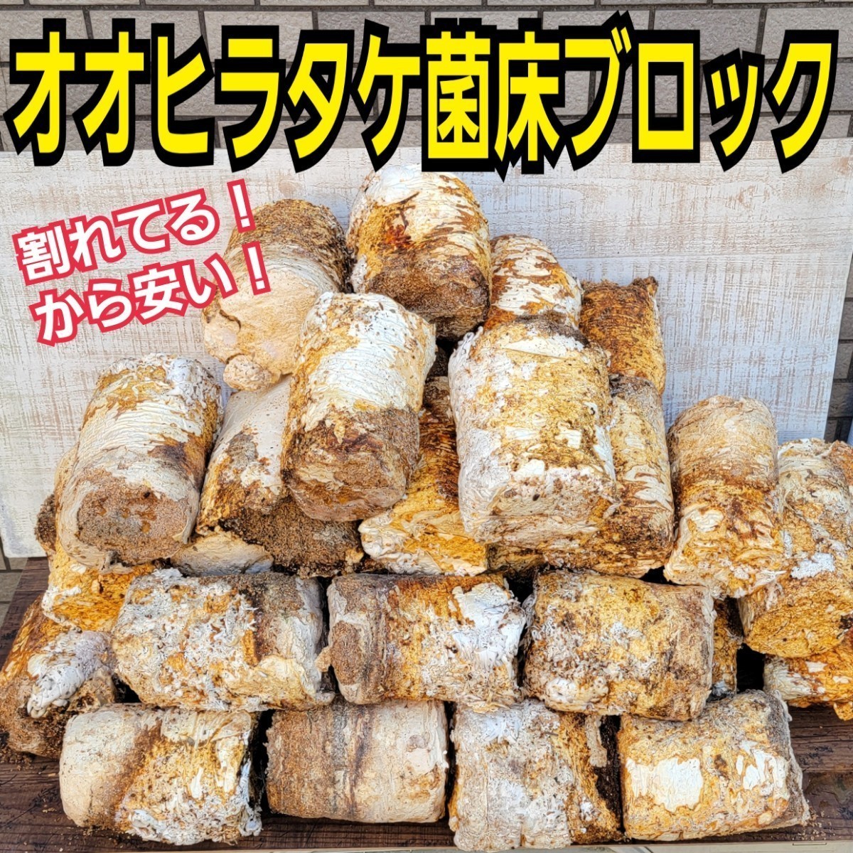 割れてる！オオヒラタケ菌床【15ブロックセット】カブトムシ幼虫の栄養強化に！マットに埋め込むだけでモリモリ食べます！　タイムセール品_画像1