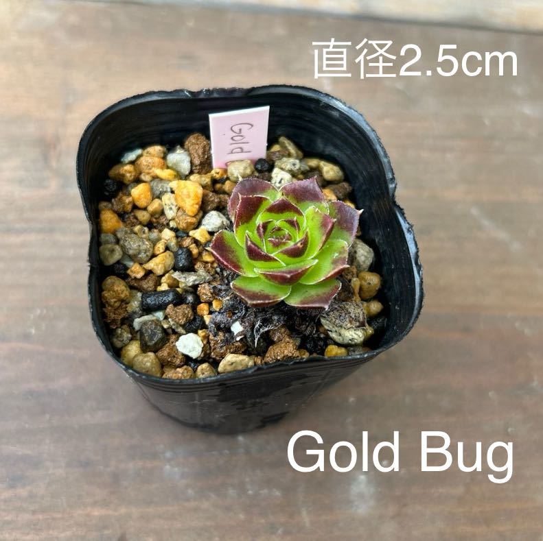 12.【Gold Bug】Jovibarba heuffelii ジョビバルバ ヒューフェリー 多肉植物 _画像1