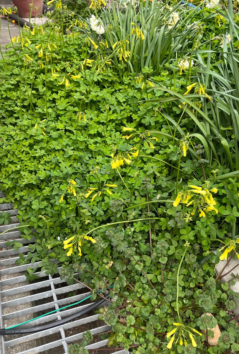 オキザリス　セルヌア　黄色　１５苗