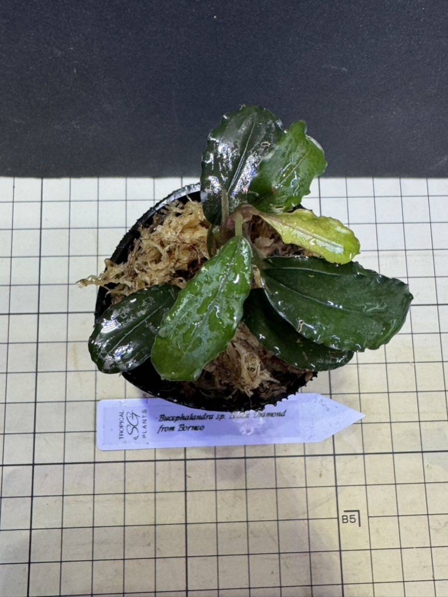 ★ブセファランドラ sp. ブラックダイヤモンド★Bucephalandra sp. Black Diamond ★ボルネオ産　タグ付き_画像3