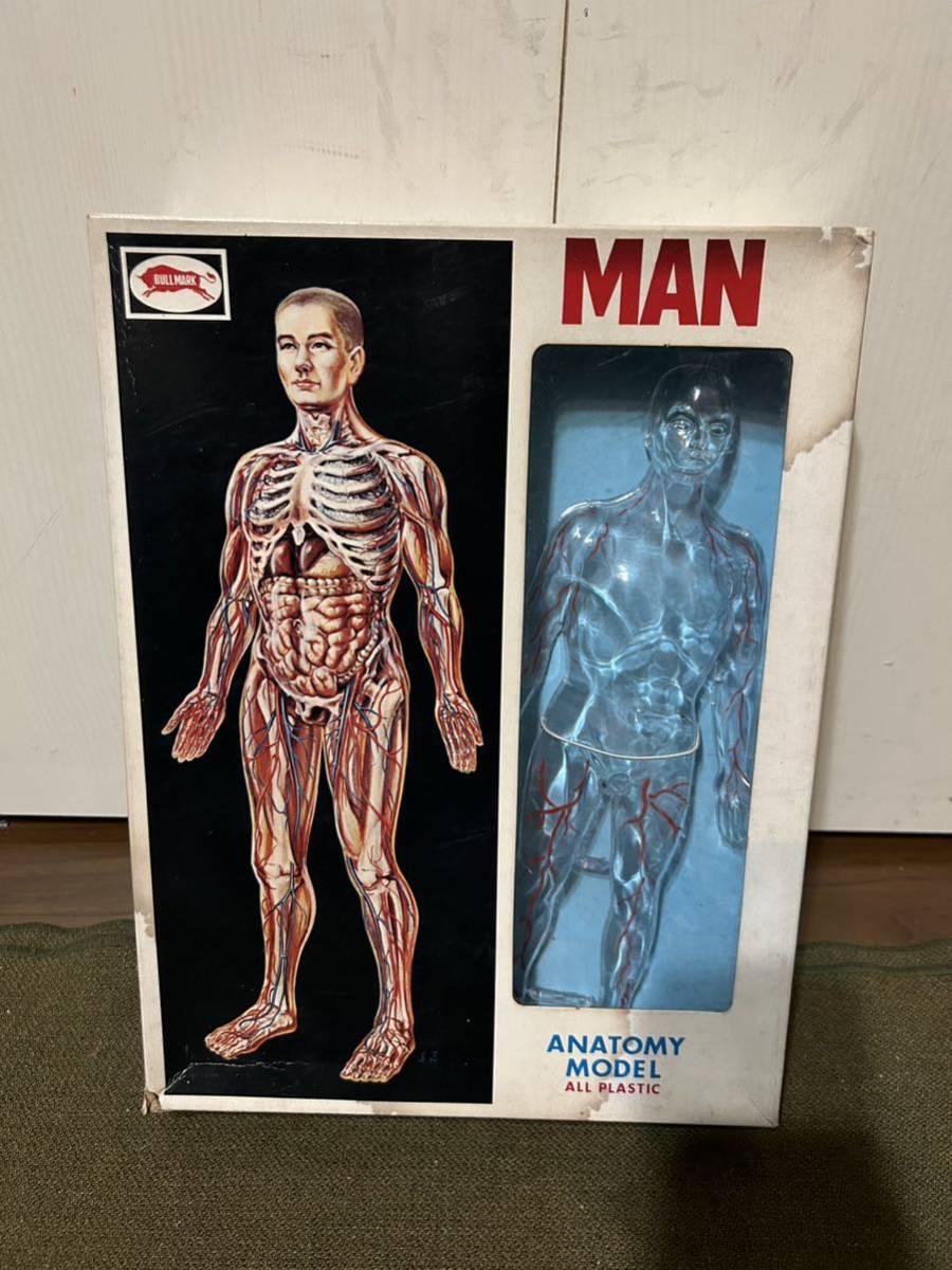 【ブルマァク】MAN 人体模型 未使用品 プラモデル_画像1