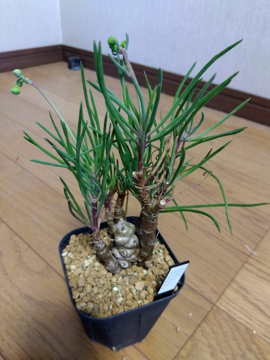 冬型塊根植物　実生物オトンナ プロテクタ３寸（９ｃｍポット）Ｎｏ．1_画像1