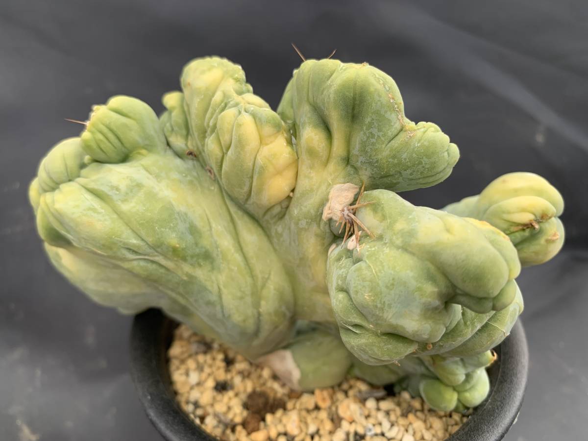 サボテン・多肉植物　Ａ31　成程柱錦モンスト_画像8