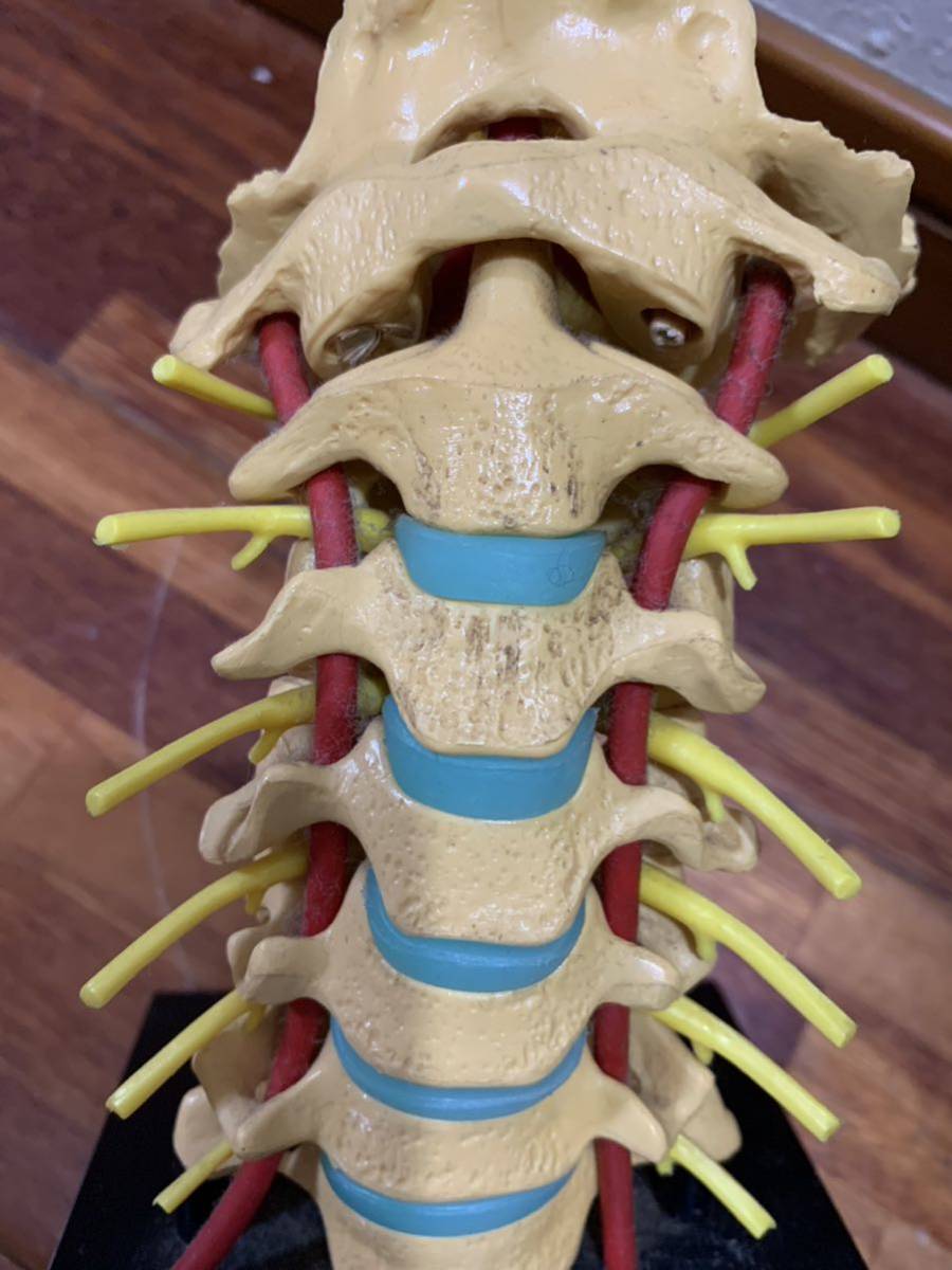 ④ 人体模型 標本 首 骨格 関節 頸椎 神経 背骨 医学 レトロ 置物 オブジェ_画像7