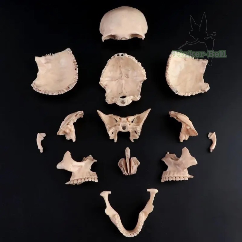 頭蓋骨 模型 15ピース セット 完成品 4D 分解 医学 解剖学 取り外し可能 医療 教育 教材_画像6