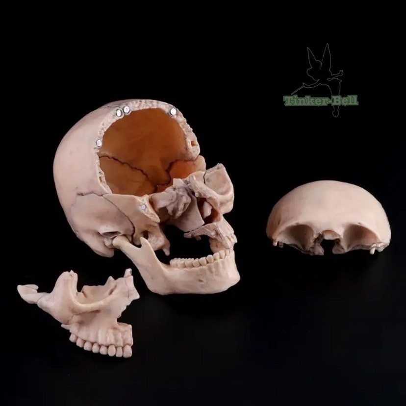 頭蓋骨 模型 15ピース セット 完成品 4D 分解 医学 解剖学 取り外し可能 医療 教育 教材_画像5