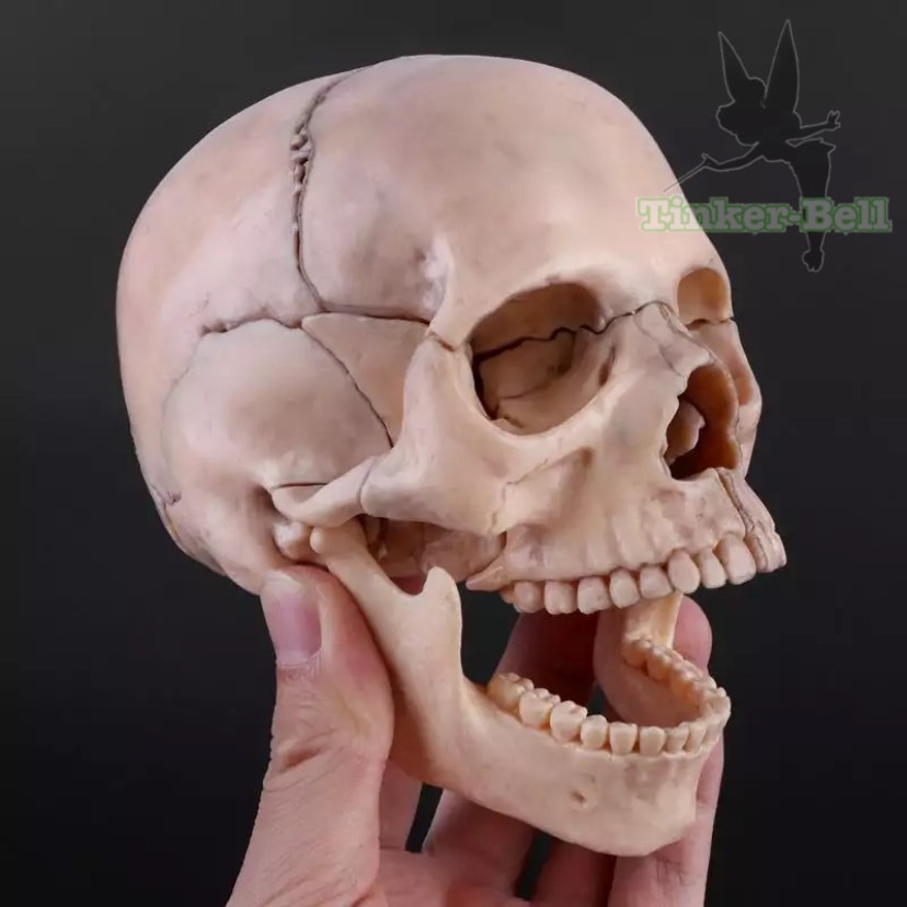 頭蓋骨 模型 15ピース セット 完成品 4D 分解 医学 解剖学 取り外し可能 医療 教育 教材_画像1